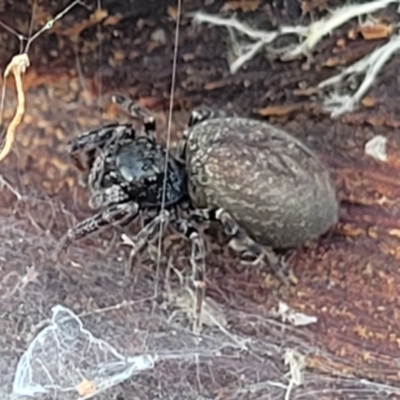 Unverified Spider (Araneae) at Lyneham, ACT - 16 Aug 2022 by trevorpreston