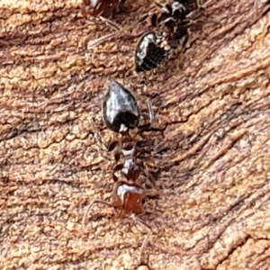 Crematogaster sp. (genus) at Lyneham, ACT - 16 Aug 2022 01:01 PM