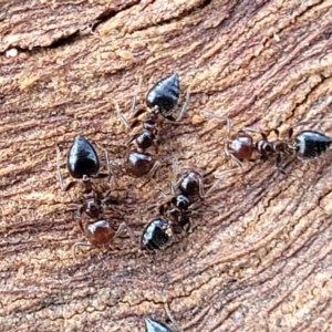 Crematogaster sp. (genus) at Lyneham, ACT - 16 Aug 2022