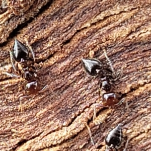 Crematogaster sp. (genus) at Lyneham, ACT - 16 Aug 2022 01:01 PM