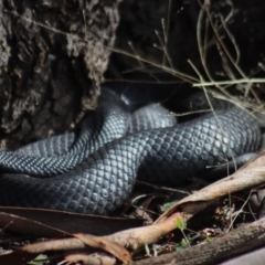 Pseudechis porphyriacus (Red-bellied Black Snake) at Gundaroo, NSW - 16 Aug 2022 by Gunyijan