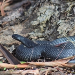 Pseudechis porphyriacus at Gundaroo, NSW - 16 Aug 2022 01:40 PM