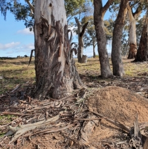 Pseudechis porphyriacus at Gundaroo, NSW - 16 Aug 2022