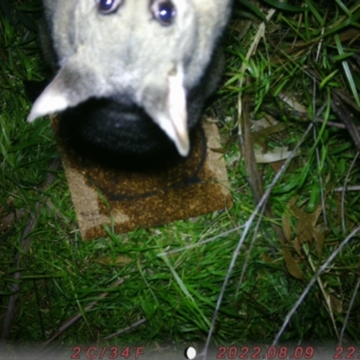 Trichosurus vulpecula (Common Brushtail Possum) at Australian National University - 16 Aug 2022 by phebold