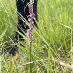 Spiranthes australis (Austral Ladies Tresses) at Wingecarribee Local Government Area - 29 Jan 2022 by Anna631