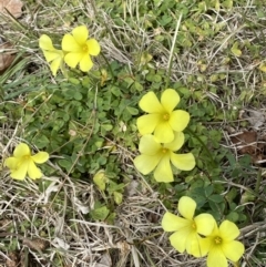 Oxalis pes-caprae (Soursob) at Mount Ainslie to Black Mountain - 16 Aug 2022 by Steve_Bok