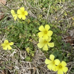 Oxalis pes-caprae at Campbell, ACT - 16 Aug 2022