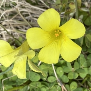 Oxalis pes-caprae at Campbell, ACT - 16 Aug 2022