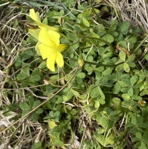 Oxalis pes-caprae at Campbell, ACT - 16 Aug 2022