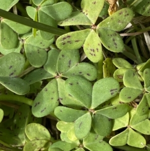 Oxalis pes-caprae at Campbell, ACT - 16 Aug 2022