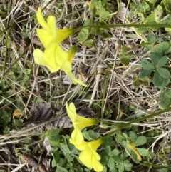 Oxalis pes-caprae at Campbell, ACT - 16 Aug 2022 01:02 PM