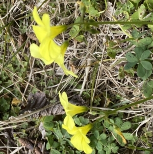 Oxalis pes-caprae at Campbell, ACT - 16 Aug 2022