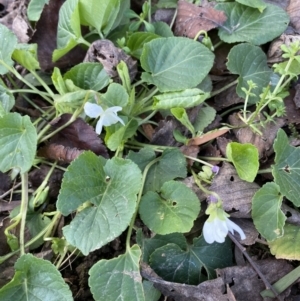 Viola odorata at Campbell, ACT - 16 Aug 2022