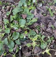 Viola odorata at Campbell, ACT - 16 Aug 2022