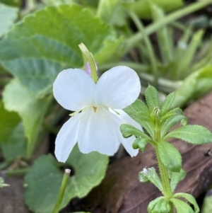 Viola odorata at Campbell, ACT - 16 Aug 2022