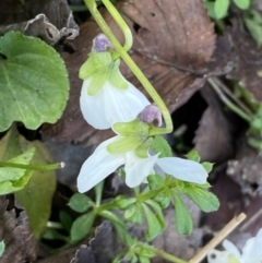 Viola odorata at Campbell, ACT - 16 Aug 2022