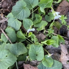 Viola odorata at Campbell, ACT - 16 Aug 2022