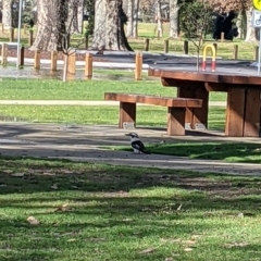 Dacelo novaeguineae (Laughing Kookaburra) at Noreuil Park - 12 Aug 2022 by Darcy