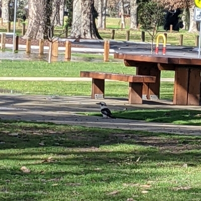 Dacelo novaeguineae (Laughing Kookaburra) at Albury - 12 Aug 2022 by Darcy