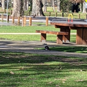 Dacelo novaeguineae at South Albury, NSW - 12 Aug 2022 12:24 PM