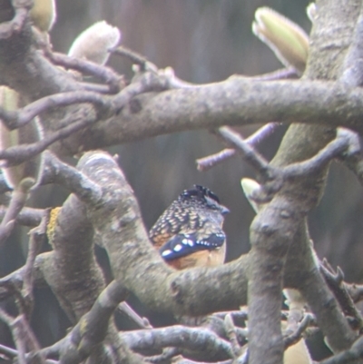 Pardalotus punctatus (Spotted Pardalote) at Albury - 16 Aug 2022 by Darcy