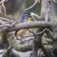 Pardalotus punctatus at North Albury, NSW - suppressed