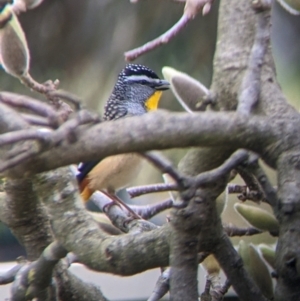 Pardalotus punctatus at North Albury, NSW - suppressed