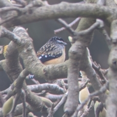 Pardalotus punctatus at North Albury, NSW - suppressed