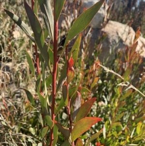 Daviesia mimosoides at Tennent, ACT - 2 Aug 2022