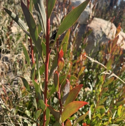 Daviesia mimosoides (Bitter Pea) at Tennent, ACT - 2 Aug 2022 by RosD