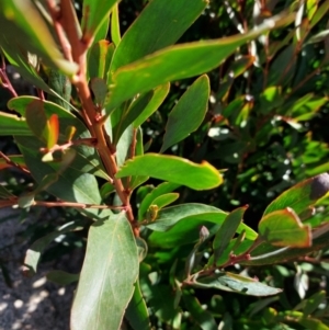 Daviesia mimosoides at Tennent, ACT - 2 Aug 2022