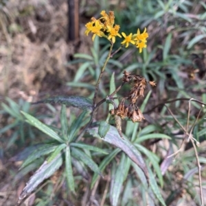 Senecio linearifolius at Tennent, ACT - 2 Aug 2022