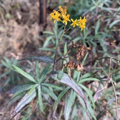 Senecio linearifolius (Fireweed Groundsel, Fireweed) at Tennent, ACT - 2 Aug 2022 by RosD
