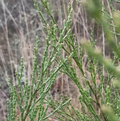 Callitris endlicheri (Black Cypress Pine) at Gundaroo, NSW - 12 Aug 2022 by Gunyijan