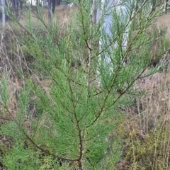 Callitris endlicheri at Gundaroo, NSW - 12 Aug 2022 04:37 PM