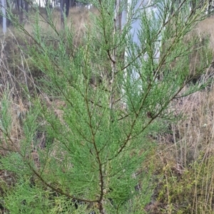 Callitris endlicheri at Gundaroo, NSW - 12 Aug 2022 04:37 PM