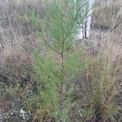 Callitris endlicheri at Gundaroo, NSW - 12 Aug 2022 04:37 PM