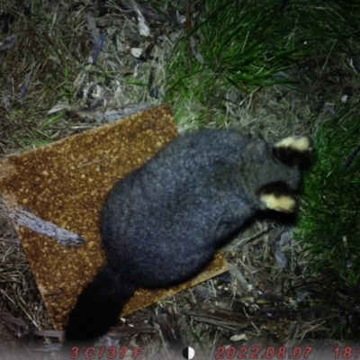 Trichosurus vulpecula (Common Brushtail Possum) at QPRC LGA - 7 Aug 2022 by EmmiKaisla