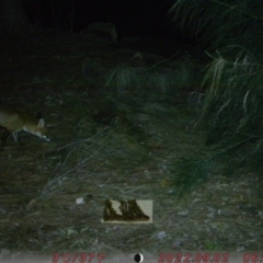 Vulpes vulpes (Red Fox) at Sullivans Creek, Acton - 9 Aug 2022 by rozie