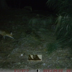 Vulpes vulpes (Red Fox) at Australian National University - 9 Aug 2022 by rozie