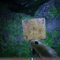 Vulpes vulpes (Red Fox) at Sullivans Creek, Acton - 4 Aug 2022 by JacobC