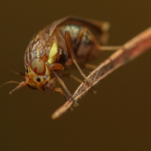 Steganopsis melanogaster at Murrumbateman, NSW - 16 Aug 2022 09:15 AM