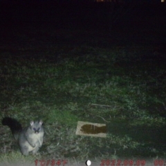 Trichosurus vulpecula (Common Brushtail Possum) at Acton, ACT - 8 Aug 2022 by Steve01