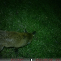 Vulpes vulpes (Red Fox) at Australian National University - 16 Aug 2022 by oliverandrews