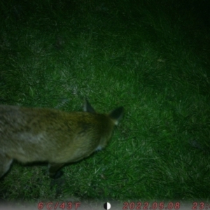 Vulpes vulpes at Acton, ACT - 16 Aug 2022 08:51 PM