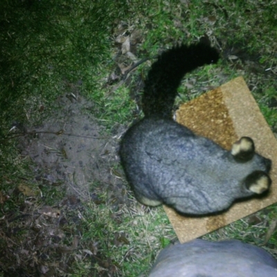 Trichosurus vulpecula (Common Brushtail Possum) at Acton, ACT - 11 Aug 2022 by ewenwong