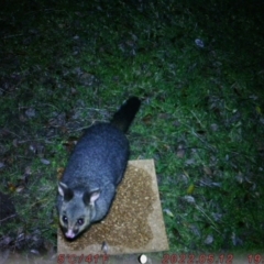 Trichosurus vulpecula (Common Brushtail Possum) at ANU Liversidge Precinct - 7 Aug 2022 by greatsupineprotoplasmicinvertebratejelly