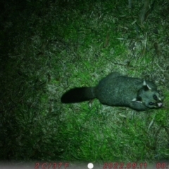 Trichosurus vulpecula (Common Brushtail Possum) at Canberra, ACT - 11 Aug 2022 by Tilda