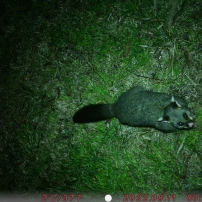 Trichosurus vulpecula (Common Brushtail Possum) at Australian National University - 10 Aug 2022 by Tilda