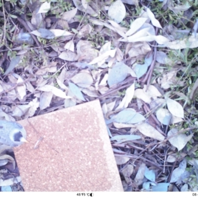 Manorina melanocephala (Noisy Miner) at Australian National University - 8 Aug 2022 by MinaK